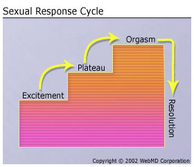 sexual-response-cycle